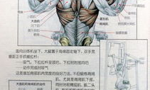 肌肉健美训练图解,肌肉健美训练图解核心动作与技巧