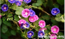 周公解梦 梦见花,花之梦境的象征与预兆